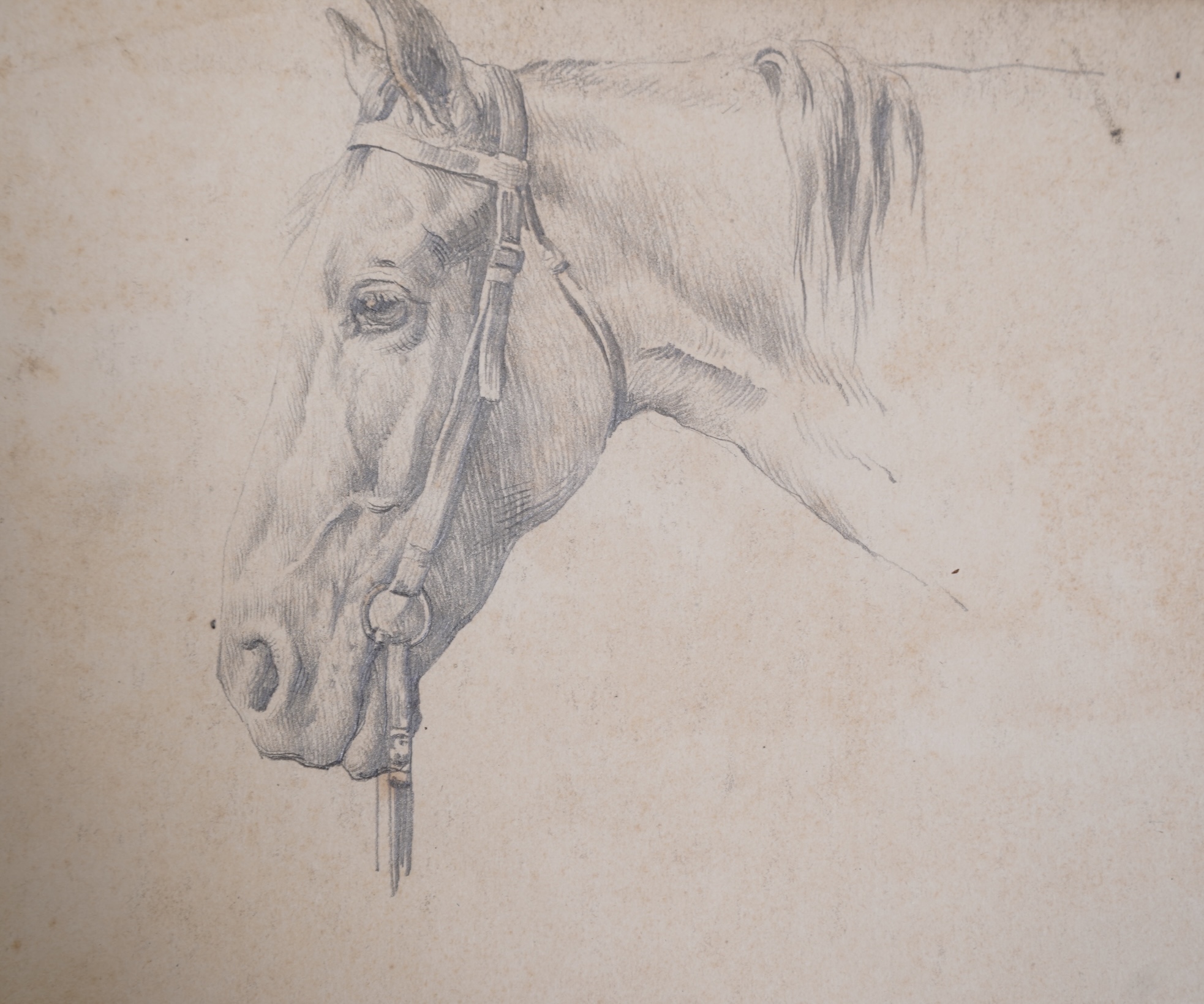 Herbert Thomas Dicksee, (1862-1942), Study of a horses head